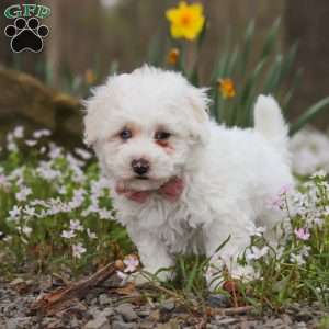 Leo, Bich-Poo Puppy